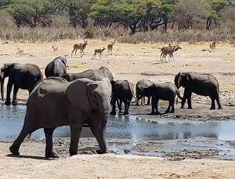 Hwange National Park - Zimbabwe